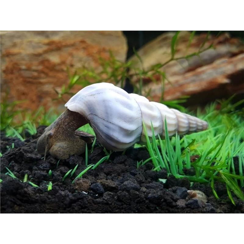 Brotia herculea white - imagine 3